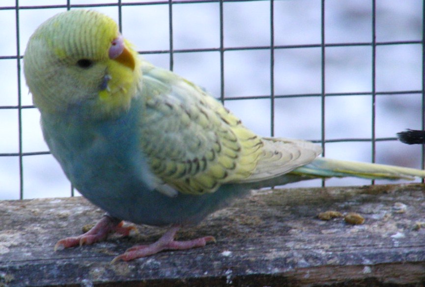 Opaline Spangle