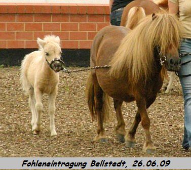 Fohleneintragung Wroke