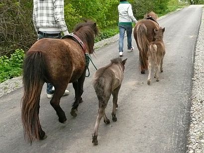 Fohlen Ausflug