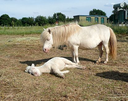 KalleUBieneIV