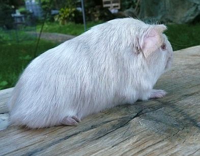 MS_AlmaMWurfweiblicelilac MS_AlmaMWurfweiblicelilac