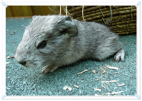 Hummel Hummel