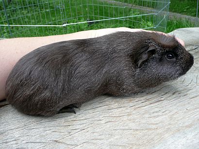 Hutch