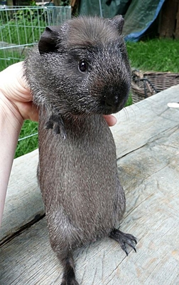 Hutch