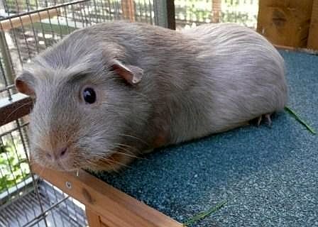 Fiona