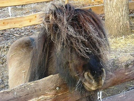 Shorty mit Raureif im Haar