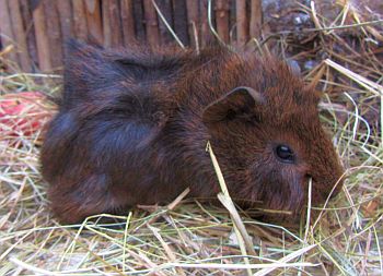 Walina_3terWurf_Goldagouti_m