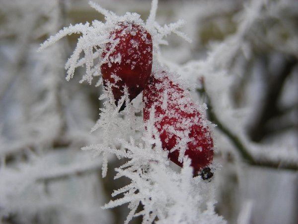 Winterimpression Hagebutten