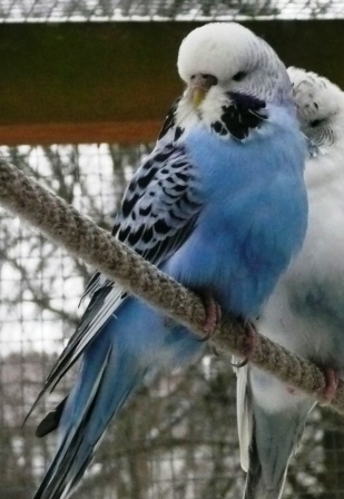 Opaline Dunkelblau