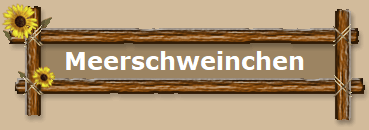 Meerschweinchen