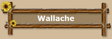 Wallache