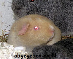 Abgabe_CremeFox_Nr2