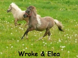 Elea & Wroke - Koppelauftrieb 05.10 Elea & Wroke - Koppelauftrieb 05.10