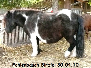 Fohlenbau Birdie