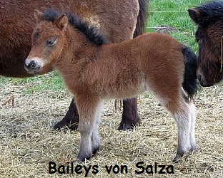 Baileys2 (2)