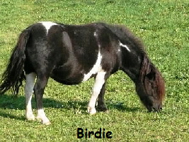 Birdie