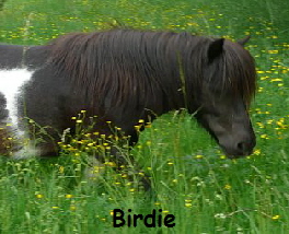 Birdie