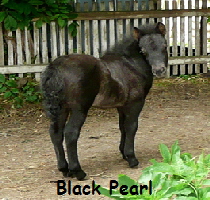 BlackPearl