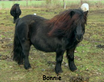 Bonnie Bonnie