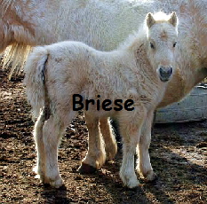 Briese