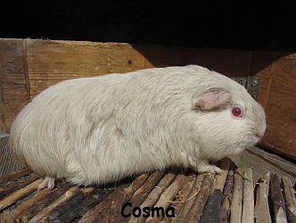 Cosma2012