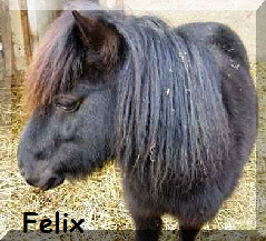 Felix_Button