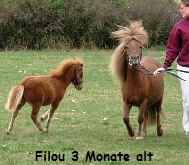 Filou