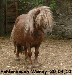 Fohlenbauch Wendy