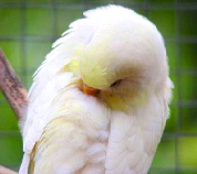 Gelbgesicht Albino