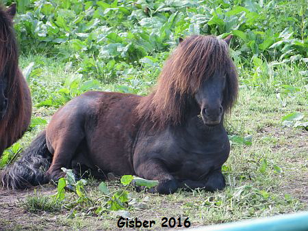 Gisber_052016