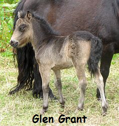 GlenGrant