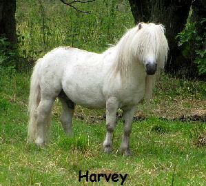 Harvey290615