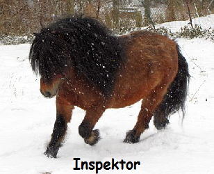 Inspektor