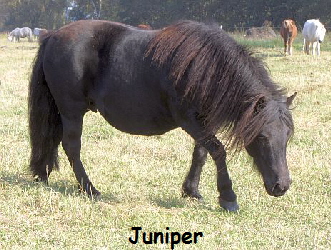 Juniper3