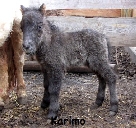 Karimo