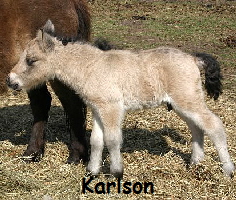 Karlson