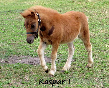 Kaspar1_0614_3