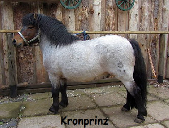 Kronprinz (4)