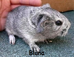 Bluna