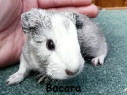 Bacara