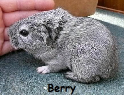 Berry