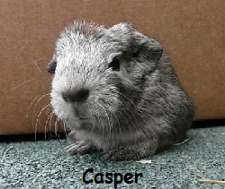 Casper