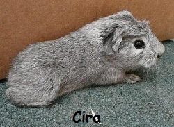Cira