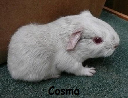 Cosma