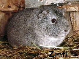 Zimti