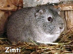 Zimti