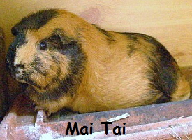 Mai Tai Mai Tai