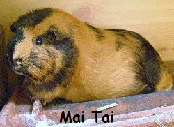 Mai Tai