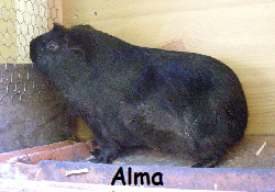 Alma