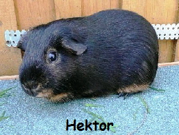 Hektor - Black Tan Hektor - Black Tan